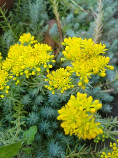 This media file is a close-up, top-down shot of yellow flowers blooming on a green, succulent-like plant. The flowers are small and clustered, with a vibrant yellow hue. The plant's foliage is a muted, grey-green color and appears to be densely packed. The image captures the texture of both the delicate petals and the succulent leaves. The lighting suggests it might be daytime, possibly overcast or in diffused sunlight, as there are no harsh shadows. The background is blurred, emphasizing the sharp focus on the flowers and foreground plant. The overall scene is natural and botanical, evoking a sense of growth and the outdoors. The location context of Belaazyorsk, Belarus, suggests this plant is likely found in a temperate climate. No people, text, or specific events are visible.