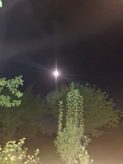 This is a nighttime photograph taken outdoors in Ko`kdala, Uzbekistan. The image features a dark sky with a bright, glowing light source, likely the moon or a strong artificial light, positioned in the upper center of the frame. This light source has a visible lens flare effect radiating outwards. In the foreground and mid-ground, there are various types of vegetation. To the left, there are branches with light green leaves. In the center, a tall plant with numerous small, light green leaves is prominent. In the lower left, there are clusters of small white flowers on stems. Behind these, a dense line of darker green trees forms a backdrop. The overall scene is illuminated by the ambient light from the sky, creating a moody and atmospheric effect.