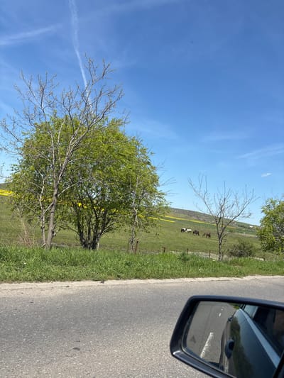 The image depicts a rural roadside scene, likely captured from inside a moving vehicle. A portion of the car's side mirror is visible in the right foreground, reflecting the road behind. A two-lane asphalt road runs along the right side of the image. To the left of the road, a grassy verge transitions into a gently sloping field. Several trees are scattered across the foreground and midground, some with fresh green foliage and others appearing bare. In the distance, on the hillside, a small herd of animals, possibly horses or cattle, can be seen grazing. Patches of yellow flowers dot the field. The sky is bright blue with faint contrails. The location, Laka, Bulgaria, cannot be verified from the visual data alone.