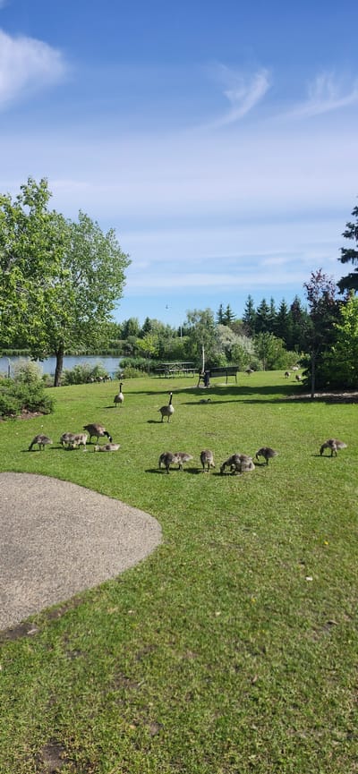 This is a photograph of a grassy park area next to a body of water, likely a pond or lake. The scene is populated by several Canada geese and their goslings, scattered across the lawn. Some of the adult geese are walking, while the goslings are clustered together or foraging. In the background, there are trees, a park bench, a picnic table, and a fence. The sky is a clear blue with a few wispy clouds. The lighting suggests it is daytime, likely late morning or early afternoon, with fair weather. The presence of a paved path and park amenities indicates this is a public recreational space. The overall mood is peaceful and natural, characteristic of a park setting in Edmonton, Canada. There is no visible text in the image.