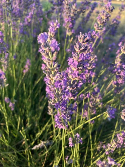 The image shows a close-up view of lavender flowers and stems. The lavender is a vibrant purple color, and the stems are green. The flowers are in bloom, with many small florets clustered together. The background is blurred, but it appears to be a field of more lavender, bathed in warm, golden sunlight. This scene is likely from a lavender field, possibly in the Balâ district of Ankara province, Turkey, known for its agricultural landscapes. There are no people or animals visible in the image.