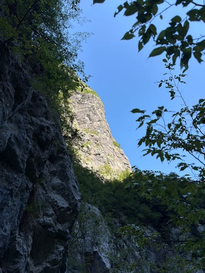 The image captures a dramatic landscape featuring a sheer, rugged cliff face bathed in sunlight against a clear blue sky. The cliff is textured with layers and crevices, suggesting its geological age. Lush green foliage, including branches with leaves, partially frames the scene from the foreground and sides, adding a natural element to the stark rock. Some of this vegetation appears to be growing directly from the cliff face. The lighting creates a strong contrast between the sunlit areas and the shadowed portions of the rock, highlighting its three-dimensional form. The overall impression is one of a wild, mountainous environment.