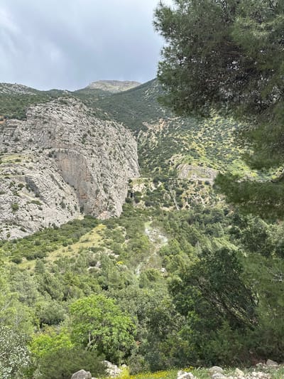 The image displays a panoramic view of a deep and rugged mountain gorge, characteristic of the landscape near Ardales, Spain. The scene is dominated by dramatic natural features, with steep, grey limestone cliffs on one side and heavily vegetated slopes on the other.

In the immediate foreground, the dense, dark green foliage of a large conifer tree partially frames the upper left of the image, suggesting the photograph was taken from an elevated vantage point or under the tree's canopy.

The towering cliffs exhibit intricate rock patterns and fissures. High up on these cliffs, a narrow, man-made structure, appearing to be a walkway or trail, can be seen hugging the rock face, indicating an access route through the gorge. Further down the valley, a winding dirt path or track is discernible among the scattered trees and shrubs on the opposing, gentler slopes.

The other side of the gorge is densely covered with a variety of green vegetation, including evergreen trees, shrubs, and patches of lighter green growth. In the background, distant mountains rise under a muted sky, their slopes also covered in vegetation.

The sky overhead is largely overcast or hazy, casting a soft, diffused light over the landscape, indicative of a daytime scene without harsh sunlight. There are no people or discernible text visible in the image. The setting conveys a sense of wild natural beauty and impressive geological scale.