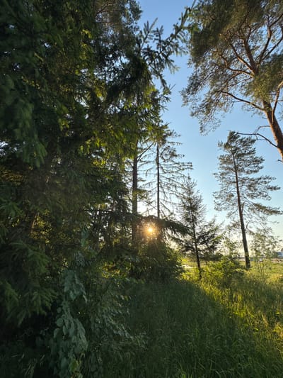 The image depicts a sun-dappled scene of a forest edge in the city of Cherven, Belarus. Tall pine trees with sparse needles and lush green spruce trees dominate the foreground and midground, their branches reaching towards a clear blue sky. Sunlight filters through the foliage, creating bright rays and casting shadows. The ground is covered with tall, verdant grass and various shrubs, with a hint of a field or open area visible in the background. The overall impression is one of a natural, tranquil outdoor environment.