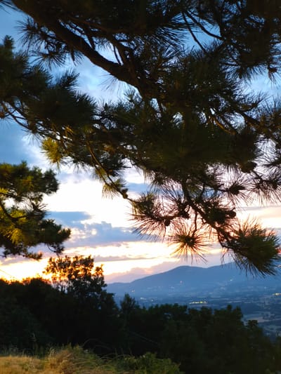 This is a vertical, slightly angled, medium-shot photograph of a sunset viewed through pine branches in Bojano, Italy. The pine branches, silhouetted against the sky, dominate the foreground and upper portion of the image, with their needles catching the light. In the middle ground, a distant valley is visible, dotted with lights that suggest a town or city. The valley is framed by rolling hills and mountains in the background. The sky is a mix of blues, oranges, and purples, with scattered clouds. A single tree in the mid-ground is illuminated by the setting sun, creating a bright orange glow. The overall mood of the image is serene and tranquil.