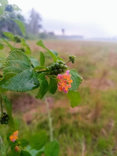In Gampong Teungoh, Indonesia, a close-up shot focuses on a vibrant cluster of Lantana flowers, their petals a mix of orange and pink, blooming against a backdrop of lush green leaves. Some of the leaves show evidence of recent rain, with small water droplets clinging to their surfaces. In the distance, a hazy agricultural field stretches out, its colors muted by the overcast sky. The overall scene suggests a serene, early morning atmosphere, perhaps after a rainfall, in a rural Indonesian setting.