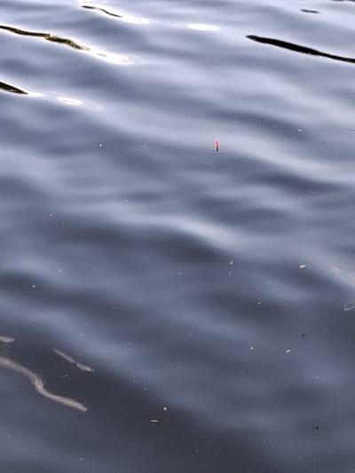This media file shows a close-up, rippling surface of dark water, likely a body of water such as a lake or river, given the location context of Reutyntsi, Ukraine. The water has a glossy sheen, reflecting light and creating undulating patterns across the surface. A few small, bright specks are scattered across the water, appearing to be debris or possibly very small insects. One such speck, located slightly left of center, is particularly noticeable as a tiny, bright red dash. Dark, vertical or diagonal lines, possibly reflections of nearby objects or vegetation, streak down from the top left of the frame. The overall impression is one of a calm, natural scene, possibly captured during daylight hours, though the exact time of day and weather conditions are not discernible from the image alone. There is no visible text in the media file.