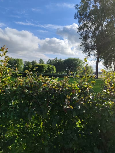 This image captures a sunlit park scene, likely in Kolpino, Russia, on a clear day with fluffy white clouds scattered across a bright blue sky. In the foreground, a dense, green hedge with hints of reddish-brown leaves occupies the lower half of the frame. Beyond the hedge, a well-maintained green lawn stretches out, dotted with various trees. To the right, a tall, mature tree with a dark trunk stands prominently, its leafy branches partially obscuring the sky. In the middle ground, a line of trees with rounded, full canopies forms a backdrop, creating a sense of depth. The lighting suggests it is daytime, with sunlight casting shadows and highlighting the textures of the foliage. The environment appears tranquil and natural, typical of a public park or garden space. There are no people or animals visible in the image.