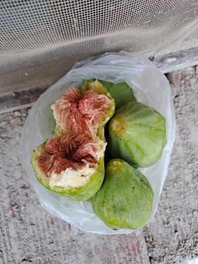 A close-up, overhead shot captures a clear plastic bag filled with green figs. One fig is split open, revealing its bright pink, segmented interior with white flesh. Three whole, green figs are also visible within the bag. The bag rests on a textured, grayish surface that appears to be concrete or rough stone. In the background, a white mesh screen with a grid pattern is visible. The lighting is natural, casting soft shadows. No people or animals are present in the image. The scene is likely outdoors, potentially in a garden or on a patio. There is no information available to determine the specific location within the city of Settimo Torinese, Italy.
