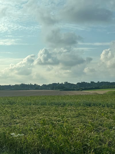 The image depicts a rural landscape with agricultural fields under a sky filled with clouds. In the foreground, a field of green crops, possibly harvested or in late growth stage, is visible with many stalks lying horizontally. Beyond this, there are more cultivated fields, some appearing bare and tilled, showing distinct rows. A treeline with dense foliage forms the middle ground, and in the distance, a water tower can be seen. The sky is a mix of blue and grey clouds, with some large, puffy white clouds dominating the upper portion. The scene suggests a daytime view in a rural setting. The provided crops are all of the same image.