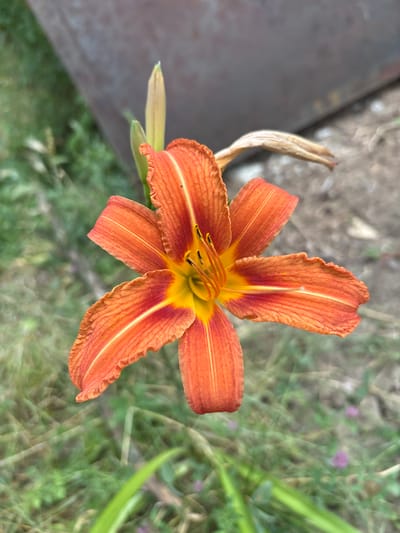 This is a close-up, top-down shot of a vibrant orange lily in bloom. The lily has six prominent petals, each with a slightly ruffled edge and delicate, darker orange veining. The center of the flower transitions to a bright yellow, with dark stamens reaching outwards. To the left of the lily, there are hints of a dry, light brown stem or leaf, and to the left of that, a dull metallic object, possibly part of a garden structure. The background is softly blurred, showing green grass and some small purple flowers, suggesting an outdoor garden setting. The lighting appears to be natural daylight, casting a soft glow on the flower. There is no visible text in the image. The overall impression is one of natural beauty and the peak of a flower's bloom.