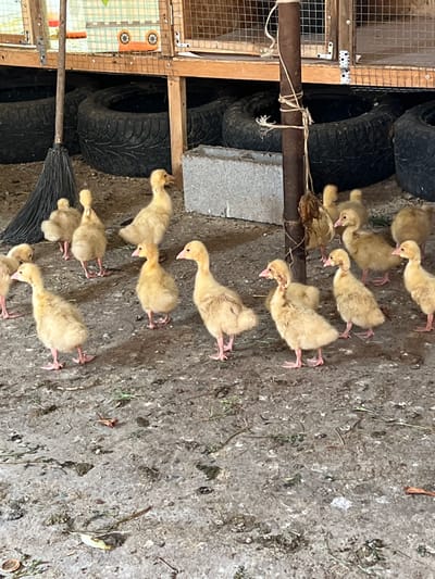 A group of fluffy, yellow ducklings are gathered on a dirt ground, some are pecking at the ground, and others are looking around. The ducklings are young, with downy feathers and pink legs and feet. They are in various poses, with some standing, some bending over, and one lying down. The ground is rough and appears to be a mix of dirt and small stones, with some dry grass and leaves scattered about. In the background, there are some large black tires stacked up, and part of a wooden structure with metal mesh. A broom is visible in the lower left corner, suggesting the area might be outdoors or in a rustic shed. The lighting suggests it could be daytime, possibly overcast as there are no strong shadows. The scene is likely a farm or rural setting, perhaps in Qoyankus, Kazakhstan, where these ducklings are being raised. There is no visible text in the image.