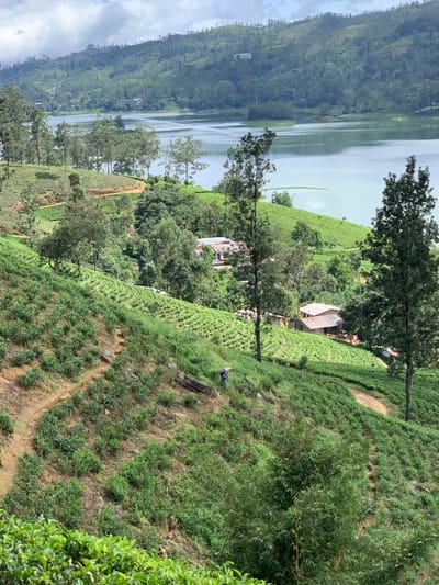 The image depicts a scenic landscape in Kuda Maskeliya, Sri Lanka, characterized by rolling hills covered in lush green tea plantations. A tranquil lake dominates the background, with its calm waters reflecting the overcast sky and surrounding vegetation. The foreground features a steep, terraced hillside, meticulously cultivated with tea bushes. A narrow, winding dirt path traverses the slope, inviting exploration. In the middle ground, several small houses with corrugated metal roofs are nestled amongst the greenery, suggesting a rural community. A solitary figure, possibly a tea picker, is visible on the path, carrying an umbrella, perhaps for shade or protection from the elements. The overall impression is one of natural beauty and agricultural productivity, typical of Sri Lanka's tea-growing regions.