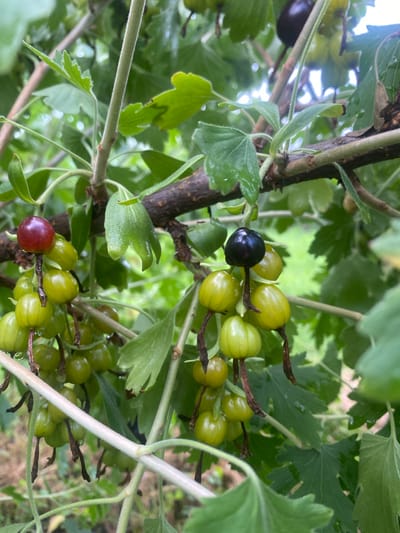 The image shows a close-up of a gooseberry bush with ripening berries in Vălcineț, Moldova. The berries are mostly a light green color, with some starting to turn a darker shade. One berry is a deep purple-black, indicating it is fully ripe. A single red berry is also visible, suggesting a mix of ripening stages on the same branch. The gooseberries are clustered together on thin, woody stems, surrounded by lush green leaves, some of which appear to have water droplets on them, implying recent rain or dew. The overall scene suggests an outdoor setting, likely a garden or orchard, during daylight hours. The focus on the fruit and foliage gives a sense of nature and the progression of the growing season. No text is visible in the image.