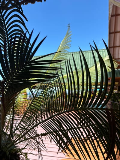 In Tambon Ko Panyi, Thailand, a close-up shot reveals the fronds of a cycad plant in the foreground, silhouetted against a bright blue sky. Behind the dark green fronds, a light green metal roof structure is visible, and beyond that, the wooden walls of a building with decorative trim are blurred. The background also shows hints of a swimming pool and a wooden deck. The image captures a tropical outdoor setting, likely a resort or residential area.