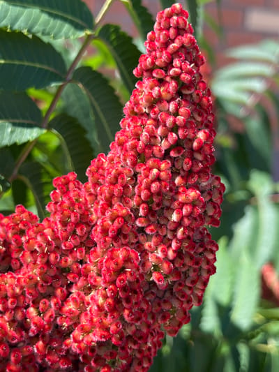A close-up, natural light, outdoor photograph depicts a cluster of fuzzy, elongated, dark red sumac flowers. The flowers are tightly packed and form a conical shape, with individual florets appearing fuzzy and topped with small, dark centers. Some of the florets are partially obscured by others. The background consists of blurred green sumac leaves and a hint of a brick wall. The image appears to be taken in Novaya Adygeya, Russia, likely during late summer or early autumn when sumac fruits are visible. There are no people or animals present.