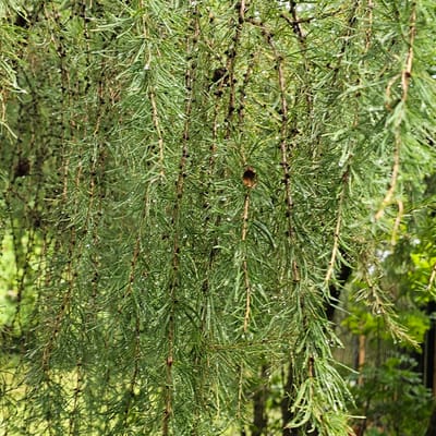 The image shows a close-up of coniferous branches, likely from a larch tree, with numerous small, dark buds and droplets of water clinging to the needles. The needles are long and thin, creating a dense, cascading effect. The background is a blurred, green environment, suggesting an outdoor natural setting. There are no people or animals visible in the image. The scene appears to be in a natural environment, possibly a garden or forest. The location is identified as Ларюшино-2 Снт, Russia.