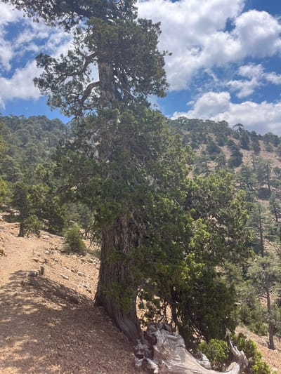 The image depicts an old, gnarled cypress tree on a rocky, sun-drenched hillside in Prodromos, Cyprus. The tree has a thick, textured trunk with exposed roots and branches covered in dark green foliage. The ground is a mix of reddish-brown soil and scattered rocks. In the background, a dense forest of coniferous trees covers the undulating slopes of the mountain. The sky above is a vibrant blue with scattered white, fluffy clouds, suggesting a clear, sunny day. The scene appears to be a natural landscape, likely in a mountainous or forested area. There are no people or visible signs of human activity in the immediate vicinity of the tree, though a faint white object is visible on the ground to the left of the tree. The overall impression is one of rugged natural beauty and a sense of timelessness attributed to the ancient tree.