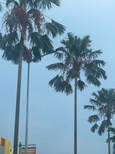 In Pakulonan Barat, Indonesia, four palm trees are visible against a hazy blue sky. The trees vary in height and are positioned from left to right. The leftmost palm tree has large, drooping fronds and clusters of small, reddish-brown fruit. A second, taller palm tree stands next to it, with a more upright posture and similar foliage. A third palm tree, slightly shorter than the first, is located to the right, also displaying fronds and fruit. The fourth and smallest palm tree is furthest to the right. In the lower left quadrant of the image, a portion of a building with yellow and red striped siding is visible, along with a street sign that reads "Sunarecon Serpong better city, brighter future." Power lines are faintly visible in the background.