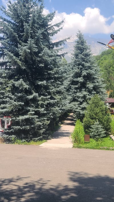 In the city of Arstanbap, Kyrgyzstan, a paved walkway curves through a dense grove of tall, blue spruce trees. The walkway is bordered by lush green grass and a few smaller evergreen trees. In the background, distant mountains are visible under a partly cloudy sky. A small, brown signpost stands near the walkway on the right side. In the far distance, glimpses of a red-roofed structure and some amusement park rides can be seen. The foreground is dominated by an asphalt road casting dappled shadows from overhead foliage.
