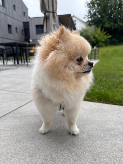 A Pomeranian dog is standing on a gray paved patio in front of a blurred background. The dog is facing to the right and looking out of frame. Its fur is light brown and white. The background includes a modern building with gray siding, outdoor furniture, and a green lawn. Trees and a white house are visible in the distance. The sky is overcast. The scene appears to be a residential outdoor area in Hagenberg im Mühlkreis, Austria.