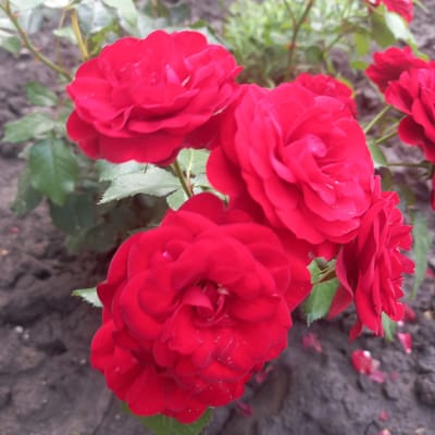 In Cepeleuți, Moldova, a close-up, outdoor, eye-level shot focuses on a cluster of vibrant red roses in bloom. The roses are the primary subjects, with several large, fully opened blooms and some buds visible. Their petals are a deep, rich red, and some appear to have water droplets on them. The roses are attached to thorny green stems and surrounded by green foliage. The background consists of dark soil, suggesting they are planted in a garden bed. Scattered on the soil are a few fallen red rose petals. The lighting is natural, and the overall impression is one of natural beauty in a garden setting. There are no people or animals visible in the image.