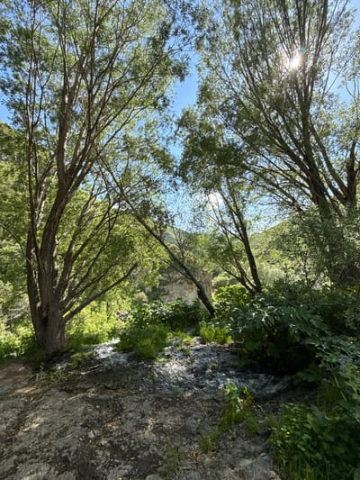 In Sisian, Armenia, a sun-dappled forest scene unfolds with lush greenery and a flowing stream. Two large trees frame the view, their branches reaching towards the bright blue sky. Sunlight filters through the leaves, creating a dappled effect on the ground. A narrow stream cascades over rocks in the foreground, surrounded by dense vegetation. In the distance, a rocky cliff face is visible, partially obscured by trees. The overall impression is one of a serene, natural landscape.