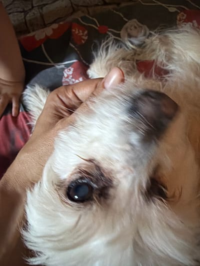 This is a close-up, eye-level, shot of a small, fluffy dog, likely being held by a person. The dog's fur is primarily white with some light brown or tan coloring. Its left eye is clearly visible, appearing dark and slightly cloudy, with a glint of light reflecting off its pupil. The dog's nose is dark and wet. A human hand is supporting the dog's head and neck, with the fingers gently holding the fur. The background consists of a patterned fabric, possibly a blanket or pillow, featuring red and white floral or fan-like designs on a dark background. To the left of the fabric, a textured surface that appears to be stone or brick can be seen. The lighting suggests an indoor setting, possibly during daylight hours. The overall impression is one of intimacy and care, with the hand's gentle hold suggesting a relaxed or affectionate moment between the dog and its owner. No visible text is present in the image. The context of Timashevsk, Russia, provides a geographical location for the scene.