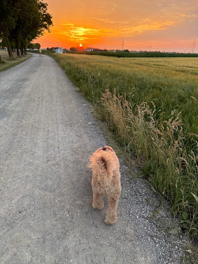 A light brown, fluffy dog walks along a gravel path during sunset. The dog is in the foreground, facing away from the camera, with its hindquarters and tail visible. The path stretches into the distance, lined on the left by a field of tall green grass and on the right by more grass and some dry stalks. In the background, a vibrant orange and yellow sunset illuminates the sky, with scattered clouds. The sun is visible as a small, bright orb near the horizon. Beyond the fields, distant trees and a few buildings are silhouetted against the colorful sky. Power lines and pylons are also visible in the distance. The overall setting appears to be rural or semi-rural, with a serene and peaceful atmosphere suggested by the sunset and the quiet scene. The time of day is clearly sunset, and the weather appears clear. There is no visible text in the image.