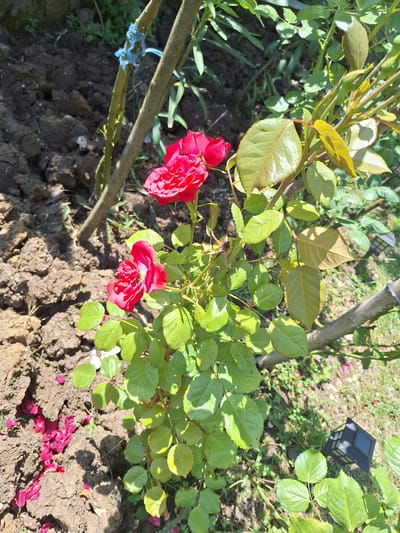 This is a close-up, high-angle outdoor shot of a rose bush with two red roses in bloom. The roses are located on the right side of the frame, with one rose in the foreground and another slightly above and to its left. The bush has numerous green leaves, some of which are tinged with yellow, suggesting they may be older or exposed to more sunlight. The ground beneath the bush is composed of dark, rich soil, with some scattered pink rose petals visible on the surface. A thin, light-colored branch runs diagonally from the lower right to the upper left of the image, and a thicker, darker branch crosses horizontally in the middle ground. There are other green plants and foliage in the background, and a blue string is tied around a thin stalk on the left side of the frame. A small, dark, geometric object, possibly a solar light, is visible in the lower right background. The overall scene suggests a garden setting. The location is identified as Zeda Sazano, Georgia.
