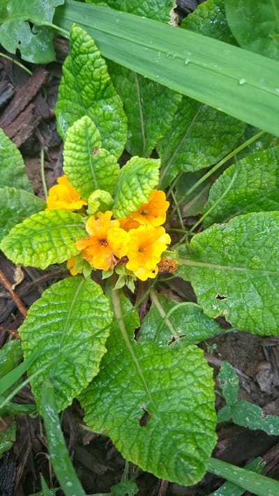 This is a top-down, medium shot of a cluster of vibrant yellow primrose flowers, seen after a rain shower. The flowers are in various stages of bloom, with some petals unfurling and others more fully open. Each flower has a darker orange-brown center and delicate, ruffled petals. The leaves of the primrose plant are large, deeply veined, and a rich, textured green. They appear wet and glistening, with small water droplets scattered across their surfaces, indicating recent rainfall. Surrounding the primrose are other green leaves, including a long, blade-like leaf on the left side of the frame and a clover-like leaf peeking out from the right. The background consists of dark, damp soil and pieces of wood mulch, further suggesting a garden setting after rain. The lighting is soft, consistent with an overcast or post-rain environment. There is no visible text in the image. The scene conveys a sense of freshness and natural beauty.