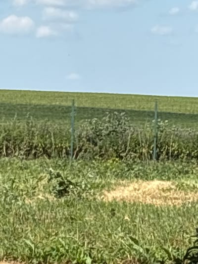 The image shows a rural landscape with a bright blue sky filled with white clouds. In the middle ground, there is a fence post and lush green vegetation, including bushes and tall grasses. The background features a gently sloping green field, likely a cultivated area or pasture. The foreground is also filled with green grasses and some dry, straw-colored patches. The scene appears to be in Ves', Russia, given the context provided, though there are no specific landmarks to confirm this.