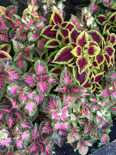 This media file showcases a dense planting of vibrant coleus plants, specifically showcasing their distinctly patterned leaves in shades of burgundy, lime green, pink, and cream. The coleus are packed together, creating a visually rich tapestry of color and texture. The leaves exhibit serrated edges and a variety of patterns, with some having a prominent burgundy center that fades to a lime green edge, while others display a more mottled pattern of pink, green, and white. Tiny, delicate green flower spikes are visible amongst the foliage, hinting at the plants' active growth cycle. The background consists of dark, rich soil, and a rough, grey stone or concrete edge is visible on the right side, suggesting the plants are likely in a garden bed or planter. The lighting appears to be natural, possibly indicating daytime with bright, diffused sunlight, as there are no harsh shadows. The overall impression is one of lush, healthy plant growth and the striking natural beauty of ornamental foliage. There is no visible text in the image.
