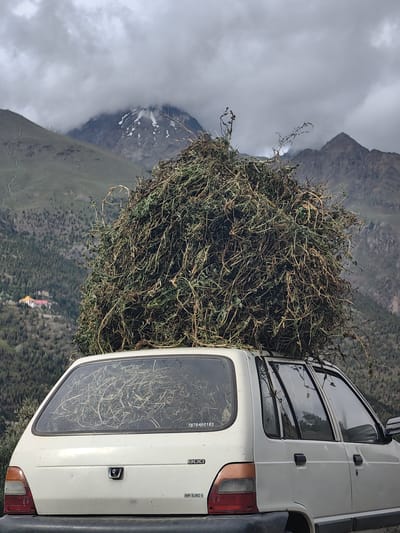 A white, four-door hatchback car is parked outdoors with a large load of dried vegetation piled high on its roof. The car is seen from the rear three-quarter view, with its back hatch and passenger side visible. The vegetation appears to be a mix of grasses and twigs, predominantly green and brown in color.

The car is situated on a paved surface, possibly a road or parking area. In the background, a lush green mountain slopes upwards, dotted with numerous trees. Further in the distance, snow-capped mountains rise against a cloudy, overcast sky. A small, colorful building, possibly a monastery or temple with a yellow roof and red accents, is visible on the mountainside to the left.

The overall scene suggests a rural or mountainous location, consistent with the region of Kardang, India, where such transportation of agricultural products is common. The car bears a license plate number that reads "7876460183". A badge on the rear of the car indicates "800" and "MPI EURO II".