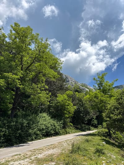 A paved road winds through a lush, green landscape with a rocky mountain slope in the background. The sky above is a vibrant blue with scattered white clouds. The vegetation consists of dense trees and shrubs, with some dry grass and small plants along the roadside. The scene appears to be a natural setting, possibly in a mountainous region. The location is identified as Žlijebi, Montenegro. There are no people or animals visible in the image, nor are there any specific actions or interactions taking place. The overall impression is one of a serene and somewhat wild natural environment.