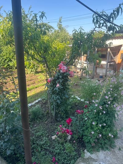 The image captures a vibrant, sunlit garden or backyard scene in Rogozen, Bulgaria. A dark, rusted metal bar, possibly a fence post or railing, stretches horizontally across the lower middle of the frame, partially obscuring the foreground.
In the immediate vicinity of the bar and extending into the mid-ground, a diverse array of green plants and flowers thrives. To the left, a young tree with lush green leaves, likely a peach tree, stands beside a rose bush boasting pink and white striped blooms. To the right, a dense planting bed features green foliage adorned with numerous delicate purple or lavender flowers, resembling columbine, along with smaller white flowers. Scattered among these are vivid red and deep pink roses.
Beyond these garden beds, an area of cultivated, tilled soil with visible rows suggests a vegetable patch or another planting area, with strips of grass running between sections.
In the background, under a bright, clear blue sky, a rustic building or structure is visible. It features light-colored walls and prominent wooden sections, which appear to be enclosures or coops. Several brown domestic fowl, likely chickens, are seen moving on the ground near these structures. Overhead, thin power lines are visible against the blue sky on the left side of the frame.
The scene is bathed in bright sunshine, indicating a clear, fair-weather day, likely in the morning or afternoon. No specific human activity is depicted, but the presence of the cultivated garden and domestic fowl suggests an active rural or semi-rural environment. No visible text is present in the image.