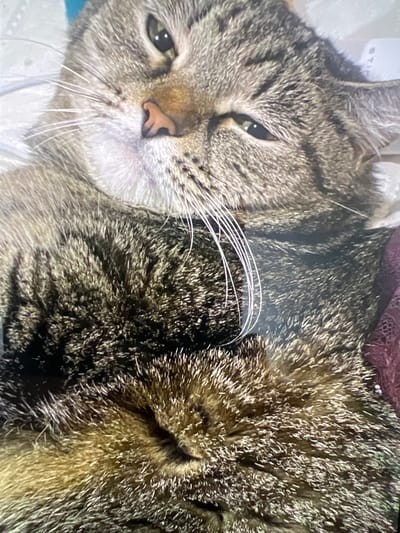 A close-up image displays a domestic tabby cat, characterized by brown, grey, and black striped fur. The animal is in a resting posture, with its head slightly tilted and eyes partially closed, exhibiting green irises. Distinct features include a pink nose and prominent white whiskers extending from its muzzle. The cat's body fur transitions to a lighter, golden-brown hue on its underside. It is situated on white soft furnishing, with a dark reddish-purple, possibly textured or lace, fabric item visible on the right side of the frame near its upper body. The background is out of focus. The image contains no visual information that allows for the identification of a specific location within the city of Пугачёво, Russia.