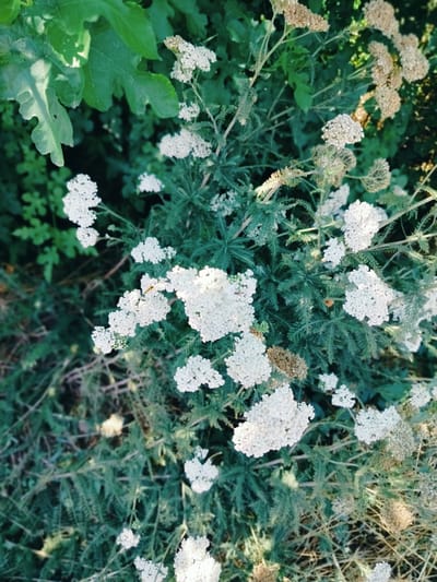 The image shows a close-up, top-down view of a cluster of white yarrow flowers and their feathery green foliage. The flowers are small and clustered together in flat-topped heads, with some heads appearing dried and brown. The background consists of more green foliage and some dry grass. The lighting suggests it is daytime, with sunlight dappling through the leaves. There are no people or signs of human activity visible in the image, and it appears to be an outdoor natural setting, potentially a garden or a wild area. The specific location in the city of Көлкент, Kazakhstan, is not discernible from the image itself.