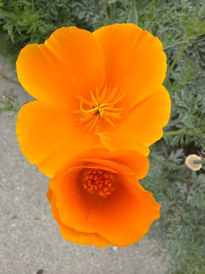 The image displays two vibrant orange California poppy flowers (Eschscholzia californica) in an outdoor setting within Rancho Palos Verdes, United States of America. The prominent upper flower is fully open, exhibiting four distinct orange petals, and a central cluster of numerous yellow stamens surrounding a darker pistil. Directly below it, a second poppy is partially open, forming an orange cup-like structure with visible orange stamens inside. The background on the right consists of blurred green-grey, finely dissected foliage, characteristic of poppy leaves, with a small, light-colored floral bud or seed pod visible on the far right edge. The left and lower portions of the background feature a light grey, coarse-textured surface consistent with concrete or pavement. No human subjects, animals, or artificial objects other than the implied concrete are present.