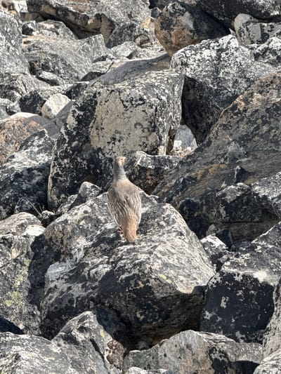 This image captures a large ground bird, likely a Tibetan Snowcock, camouflaged against a rugged, grey and black rock face in Khumjung, Nepal. The bird is positioned at an upward angle on the textured rock, its head slightly raised and facing left, revealing a distinct reddish-orange patch around its eye. Its plumage, consisting of mottled browns, greys, and white streaks, blends remarkably well with the lichen-covered stones, providing excellent natural camouflage.
The setting is a steep, mountainous terrain characterized by numerous angular boulders and slabs of rock. These rocks are heavily textured and marked with patches of white, grey, and some yellowish-green lichen. Strong, clear sunlight illuminates the scene, casting sharp shadows that enhance the rugged contours of the rock face. The weather appears clear and sunny, indicating daytime. There is no human activity or visible text in the image. The scene portrays the bird in its natural, high-altitude habitat.