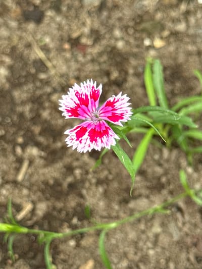 A single pink and white dianthus flower is in focus in the center of the image. The flower has five petals that are serrated along the edges. The petals are bright pink in the center and fade to white at the tips. The flower is surrounded by green leaves and stems. The background is a blur of brown soil, with some small pebbles and dried plant matter visible. The image appears to have been taken outdoors in natural light.