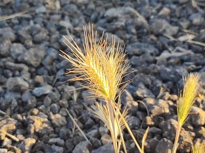 The image shows a close-up view of a dried foxtail weed, illuminated by the warm glow of the sun. The weed is positioned in the foreground, with its spiky seed head prominently displayed. The background consists of a bed of dark, rough stones, typical of a pathway or landscaping in the area. The lighting suggests it is either early morning or late afternoon. The scene appears to be an outdoor environment, possibly a park, garden, or unpaved area within the city of Ledrada, Spain. There are no people or animals visible in the frame.