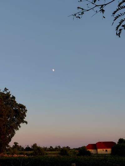 An outdoor, vertical, eye-level, medium shot captures a twilight scene in Vasylivka, Ukraine. The sky, a gradient of clear blue fading to pale orange and pink near the horizon, is dotted with a small, crescent moon. In the upper right quadrant, silhouetted branches of a tree with sparse leaves frame the sky. A large, dark green tree dominates the lower left of the frame. In the distance, a small, light yellow house with a red roof and a white air conditioning unit is visible amongst dark green foliage. The foreground consists of dense, dark green vegetation, possibly a vineyard, with a few rocks scattered near the base of the large tree. The overall atmosphere is serene and pastoral.