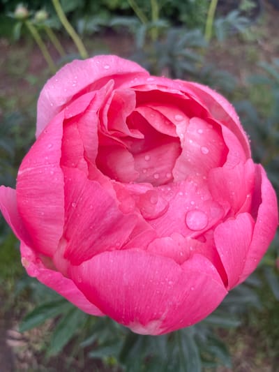 The image is a close-up, vertical shot of a bright pink peony flower with water droplets on its petals. The flower is in the center of the frame, with its petals unfurling to reveal a soft, layered interior. The background is blurred and consists of dark green foliage and some brown earth, suggesting an outdoor garden setting. There are no people or animals visible in the image. The lighting appears natural, possibly from an overcast sky, as there are no harsh shadows. The overall impression is one of freshness and natural beauty. The provided information about the location in Aropakkuzi, Russia, cannot be verified from the image itself.