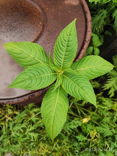A close-up, top-down view captures a vibrant green plant with deeply veined, serrated leaves emerging from the center of the frame. The plant is positioned on a weathered, rusty brown circular surface, possibly a lid or basin, which occupies the top left portion of the image. The plant's leaves fan outwards in a star-like pattern, with some water droplets visible on their surfaces. The background consists of out-of-focus green foliage and vegetation, suggesting an outdoor setting. A timestamp in the lower right corner reads "07.07.2026 16:18." The scene is located in Konovalovo, Russia.