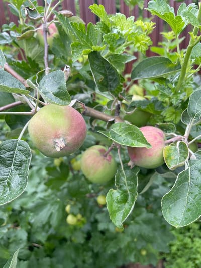 An outdoor, eye-level, medium shot captures a cluster of developing apples on a tree. The apples are predominantly green with blush of pink on their surfaces. They are supported by thin branches, some of which are partially obscured by lush green leaves, many with a slightly velvety texture. The leaves are wet, indicating recent rain. In the background, out of focus, is a wooden fence and more greenery. The setting appears to be a garden or orchard in Solov'evka, Russia. There are no people or animals present in the image.