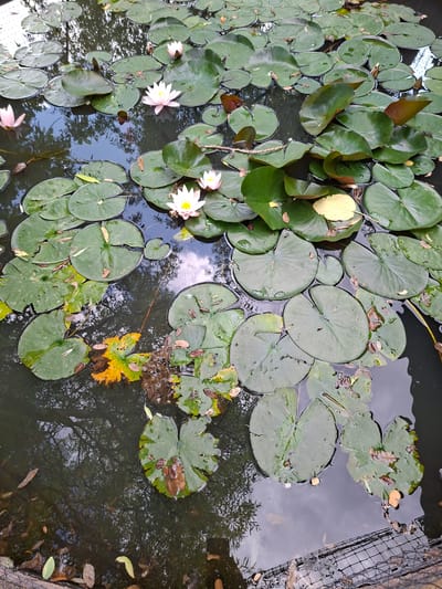 The image displays a close-up, overhead view of a pond filled with water lilies and their large, circular green leaves floating on the surface. Several water lily flowers, some in bloom and others as buds, are scattered among the leaves. The flowers are predominantly white with subtle pinkish hues. Fallen leaves, both green and yellow, are also present on the water, some submerged and others floating. The water itself is dark, reflecting the surrounding trees and sky, suggesting an outdoor setting with dappled light. The reflection shows the silhouette of trees with intricate branches, indicating it is likely daytime, perhaps late afternoon or early evening given the subdued lighting and the presence of shadows. A wire fence is visible along the right edge of the pond, hinting at a garden or park environment. The overall mood is serene and natural, focusing on the aquatic flora. There is no visible text in the image.