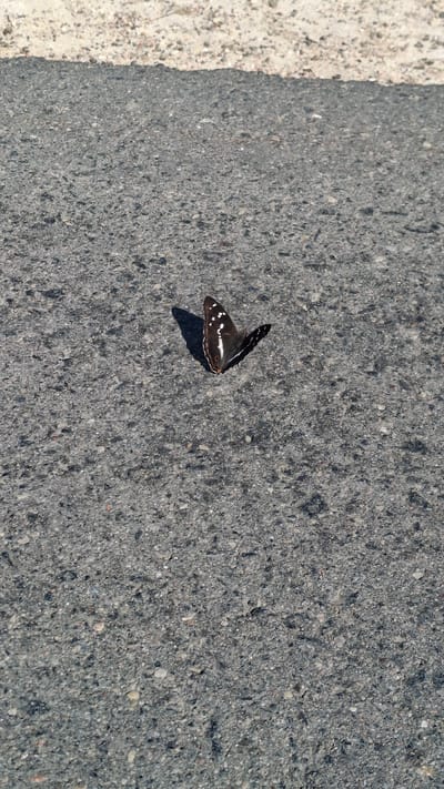 A butterfly with dark wings speckled with white spots rests on a paved surface, likely a road or path, in Дзямідавіцкі сельскі Савет, Belarus. The butterfly is positioned slightly off-center, casting a shadow to its left. The surface is composed of dark asphalt with visible gravel and small stones. The upper portion of the image shows a transition to a lighter, sandy or gravelly area, suggesting the edge of the paved surface. The lighting indicates it is daytime.