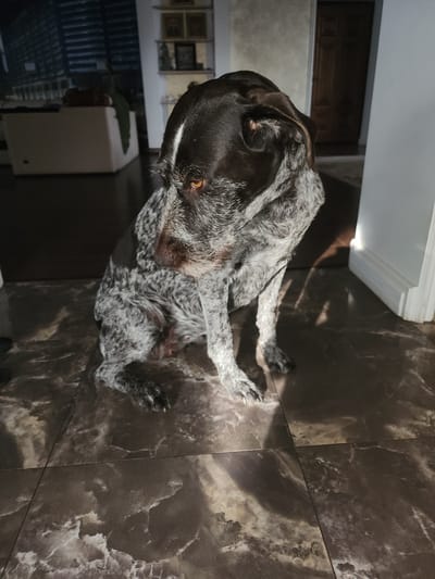 A German Shorthaired Pointer dog sits on a marble-patterned floor, looking down and to its left. The dog has a dark brown and white mottled coat. The background shows a living area with furniture, a doorway, and a wall with shelving. There is a significant amount of natural light entering from the right side of the frame, casting shadows. The scene is indoors.