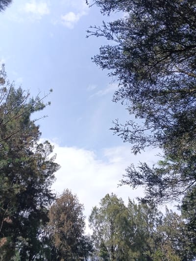 A low-angle shot reveals trees surrounding a bright, cloudy sky. Dark green and brown foliage fills the bottom and sides of the frame, creating a natural border. The sky is pale blue with scattered white clouds. The composition emphasizes the contrast between the dense tree cover and the open sky.